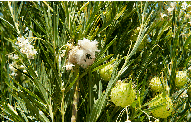 cotton_bush